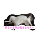 ハルカスと言う名の猫（個別スタンプ：1）