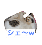 ハルカスと言う名の猫（個別スタンプ：2）