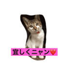 ハルカスと言う名の猫（個別スタンプ：3）