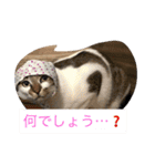 ハルカスと言う名の猫（個別スタンプ：4）