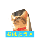 ハルカスと言う名の猫（個別スタンプ：5）