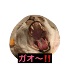 ハルカスと言う名の猫（個別スタンプ：7）