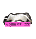 ハルカスと言う名の猫（個別スタンプ：8）