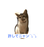 ハルカスと言う名の猫（個別スタンプ：9）