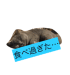 ハルカスと言う名の猫（個別スタンプ：10）