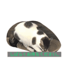 ハルカスと言う名の猫（個別スタンプ：11）