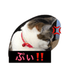 ハルカスと言う名の猫（個別スタンプ：12）