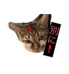 ハルカスと言う名の猫（個別スタンプ：13）