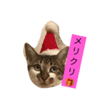ハルカスと言う名の猫（個別スタンプ：14）