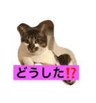 ハルカスと言う名の猫（個別スタンプ：15）