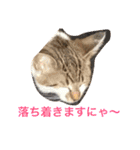 ハルカスと言う名の猫（個別スタンプ：16）