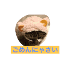 ハルカスと言う名の猫（個別スタンプ：17）