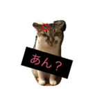 ハルカスと言う名の猫（個別スタンプ：18）