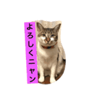 ハルカスと言う名の猫（個別スタンプ：19）