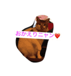 ハルカスと言う名の猫（個別スタンプ：20）