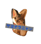 ハルカスと言う名の猫（個別スタンプ：21）