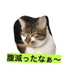 ハルカスと言う名の猫（個別スタンプ：22）