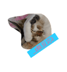 ハルカスと言う名の猫（個別スタンプ：23）