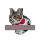 ハルカスと言う名の猫（個別スタンプ：24）