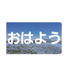 ネモフィラの花の写真『日常会話』（個別スタンプ：1）