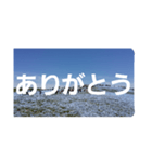 ネモフィラの花の写真『日常会話』（個別スタンプ：10）