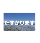 ネモフィラの花の写真『日常会話』（個別スタンプ：11）