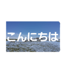 ネモフィラの花の写真『日常会話』（個別スタンプ：12）