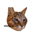 gata3（個別スタンプ：2）