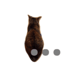 gata3（個別スタンプ：3）