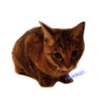 gata3（個別スタンプ：4）