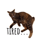 gata3（個別スタンプ：5）
