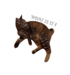 gata3（個別スタンプ：7）