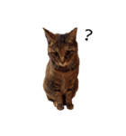 gata3（個別スタンプ：8）