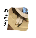 可愛い ねこちゃん（個別スタンプ：2）