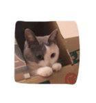 可愛い ねこちゃん（個別スタンプ：4）