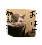 可愛い ねこちゃん（個別スタンプ：8）