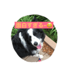 甘えんぼのボーダーコリー（個別スタンプ：6）