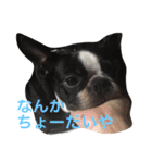 阪口ぽんず②（個別スタンプ：1）