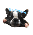 阪口ぽんず②（個別スタンプ：7）