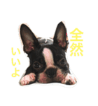阪口ぽんず②（個別スタンプ：11）