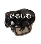 阪口ぽんず②（個別スタンプ：15）