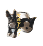 阪口ぽんず②（個別スタンプ：17）