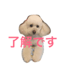 阪口ぽんず②（個別スタンプ：20）