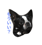 阪口ぽんず②（個別スタンプ：22）