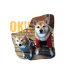 柴犬 シーザーとエリちゃん（個別スタンプ：1）