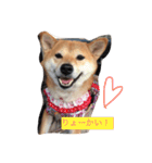 柴犬 シーザーとエリちゃん（個別スタンプ：2）