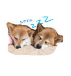 柴犬 シーザーとエリちゃん（個別スタンプ：3）