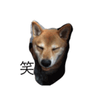 柴犬 シーザーとエリちゃん（個別スタンプ：4）