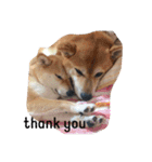 柴犬 シーザーとエリちゃん（個別スタンプ：5）