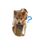 柴犬 シーザーとエリちゃん（個別スタンプ：6）